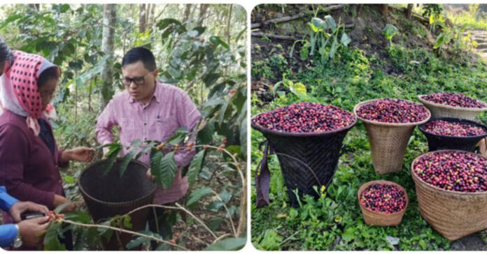Nagaland organic Coffee