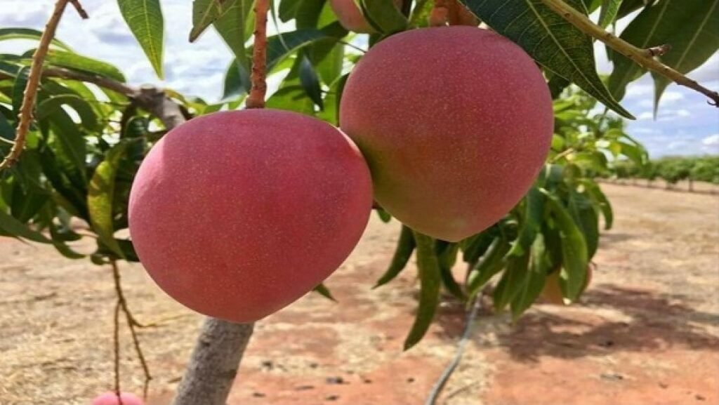 Miyazaki Mango on Tree