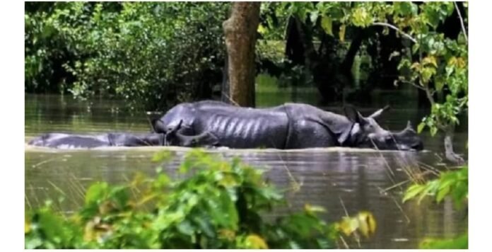 Kaziranga Park gears up for flood