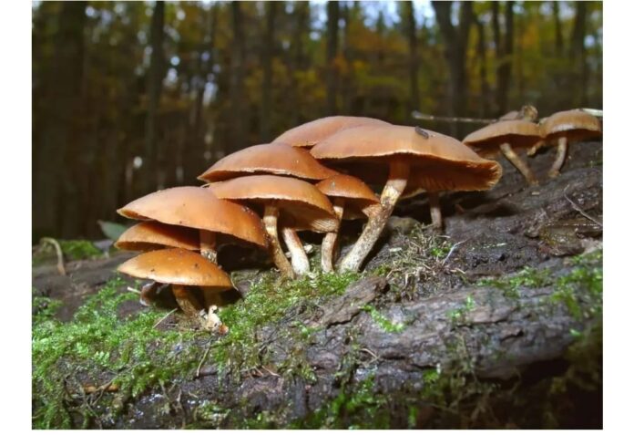 14 children fall ill after consuming wild mushroom