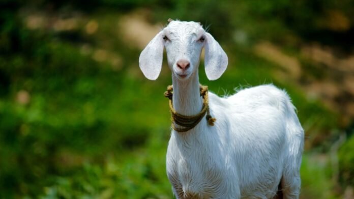 White Bakri