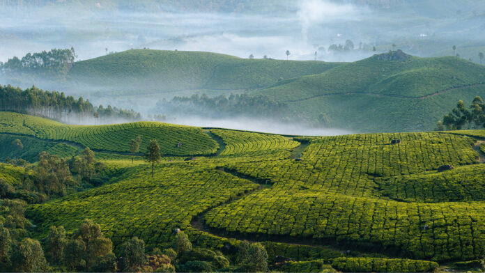 Durgabai Tea Estate of Tripurs
