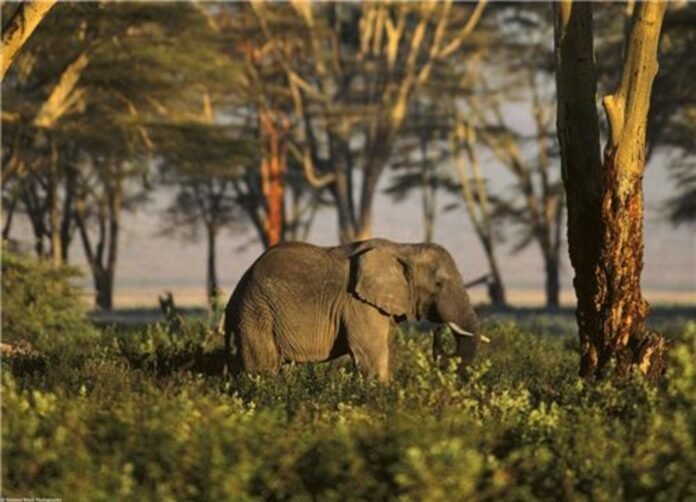 Elephant in Gomti Wildlife Sanctuary