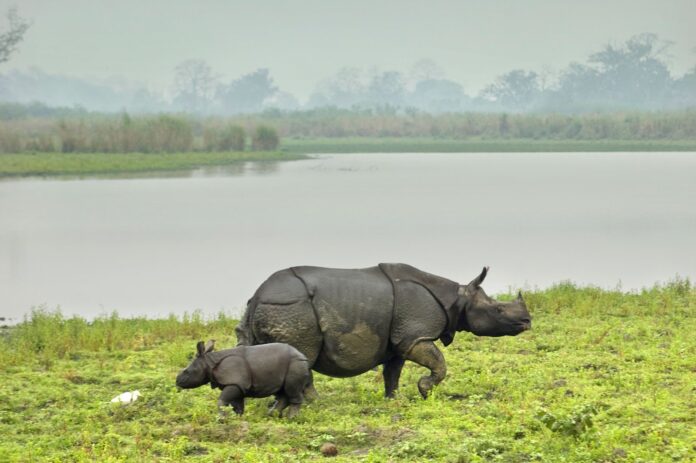 Rhino cores in Kaziranga National Park