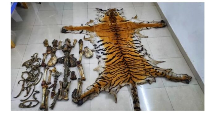 Three arrested with tiger skin and bones