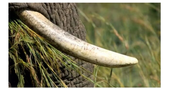Elephant tusk seized
