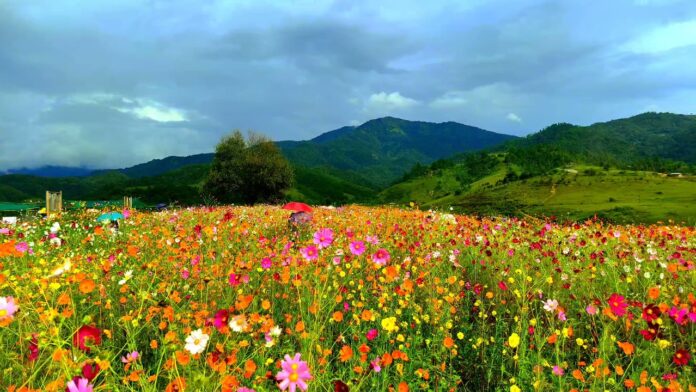 Senapati, Manipur Blooms with Cosmos Flower Festival