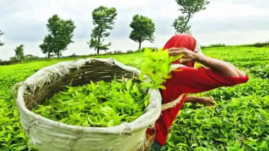 tea garden