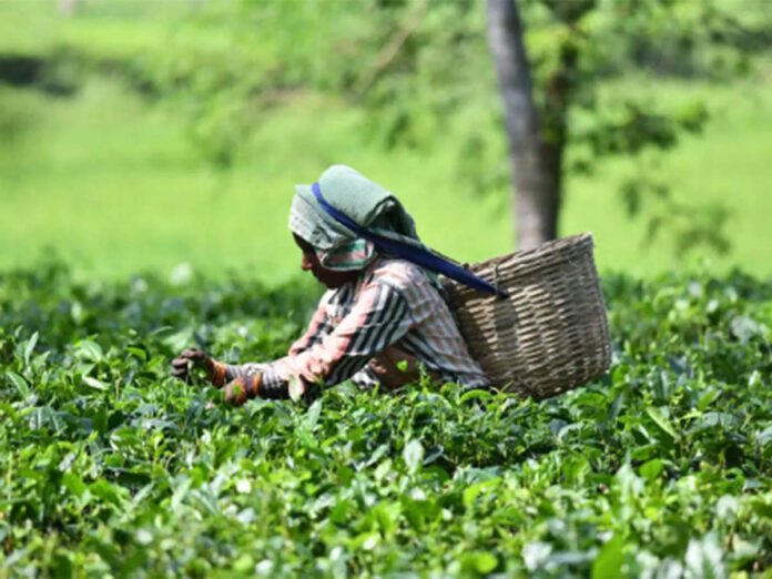 Assam Tea garden