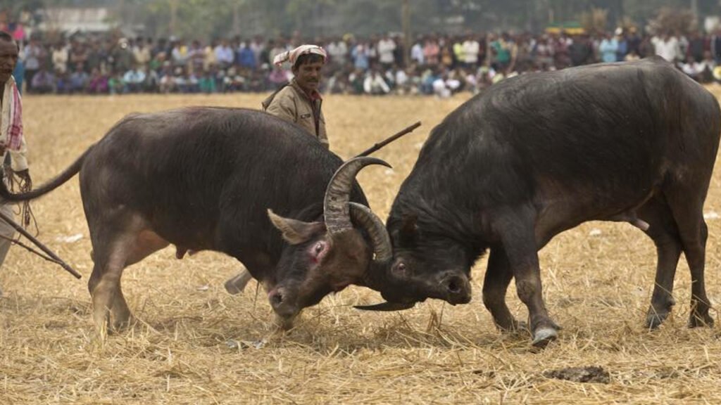 bull fight