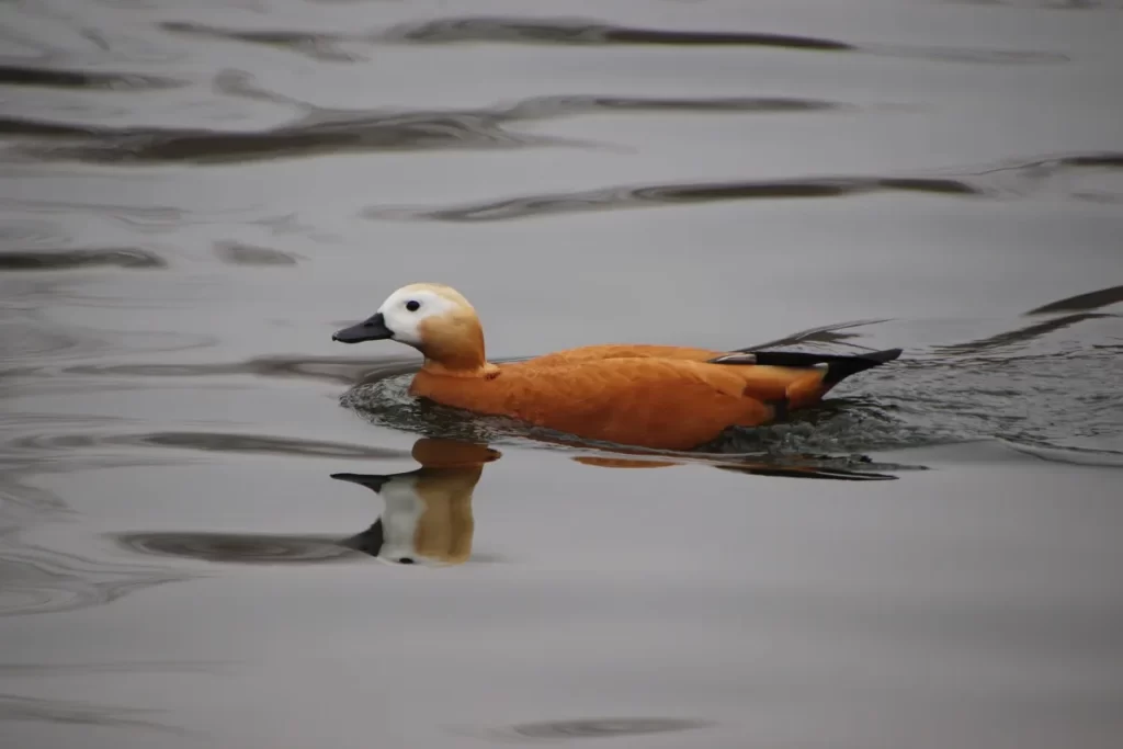 Shelducks
