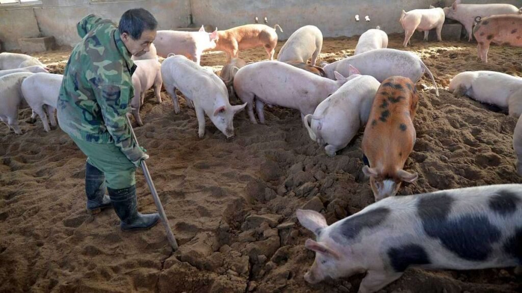 pigs