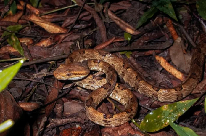 Brown-spotted Pit-viper