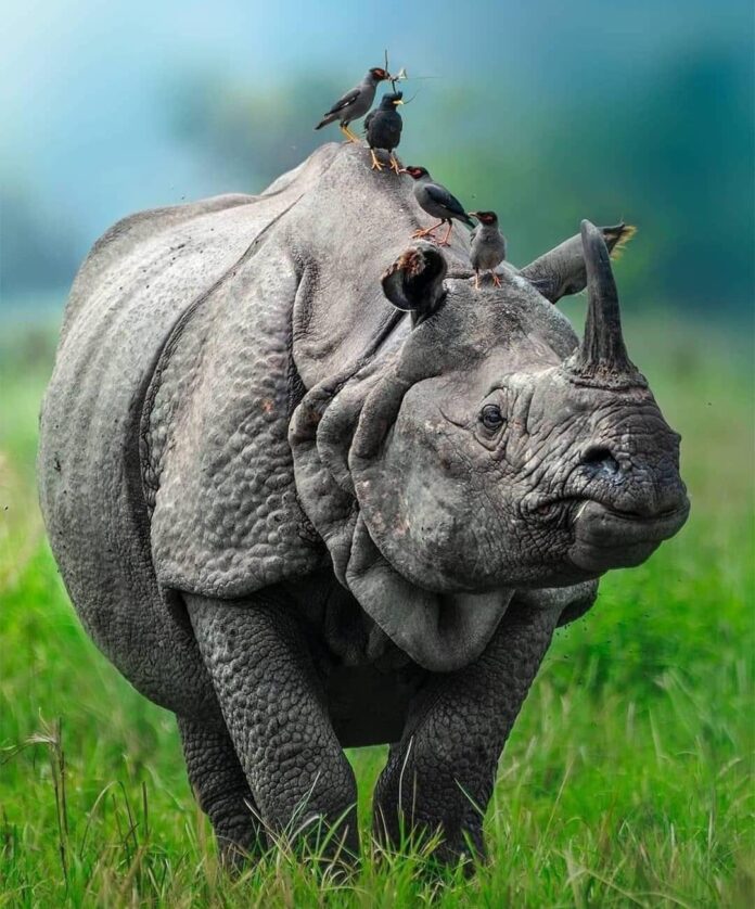 rhinoceros