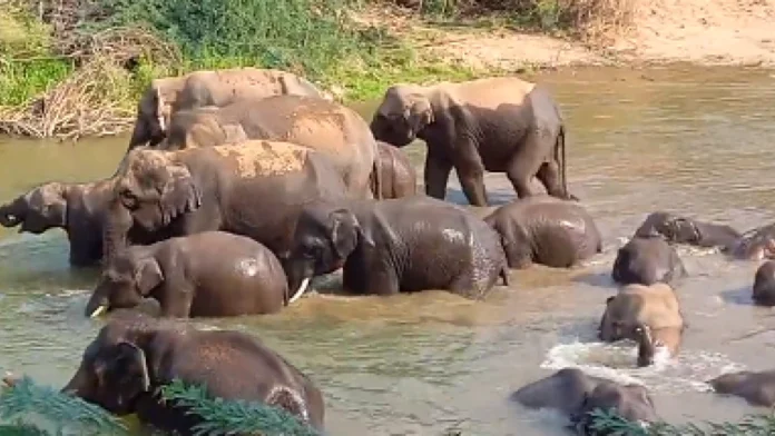 elephant taking bath