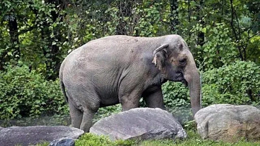 Elephant