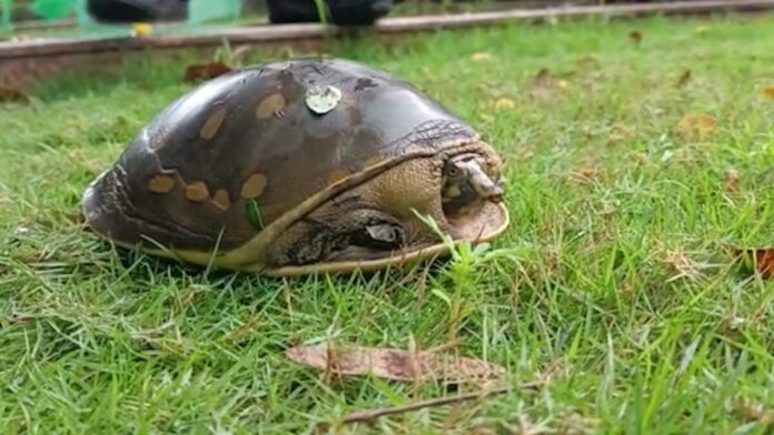 Rare Turtle