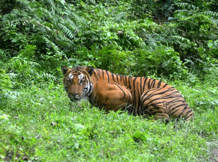 Assam to Relocate Tiger After Fatal Attack on Forest Guard