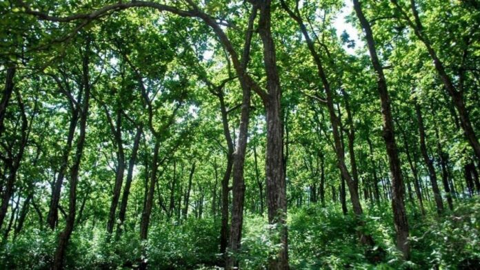 oba Reserve Forest into a wildlife sanctuary