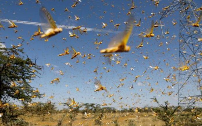 Locusts