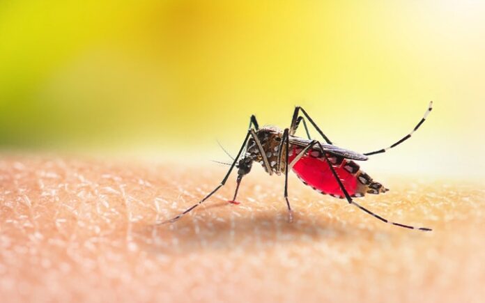 mosquito feeding human blood