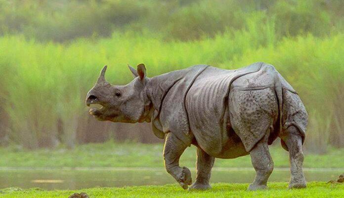 **Kaziranga Sees 86% Drop in Rhino Poaching Since 2016: A Conservation Success Story** Kaziranga National Park, renowned for its rich biodiversity and home to the largest population of one-horned rhinoceroses, has witnessed a remarkable 86% drop in rhino poaching incidents since 2016. This significant decline marks a major achievement in wildlife conservation efforts, demonstrating the effectiveness of enhanced anti-poaching measures, government initiatives, and community engagement. **Introduction** Located in the northeastern state of Assam, Kaziranga National Park is a UNESCO World Heritage Site and one of India’s most iconic wildlife sanctuaries. The park is home to a thriving population of the endangered one-horned rhinoceros, along with other wildlife species such as tigers, elephants, and wild water buffalo. However, for many years, poaching posed a serious threat to the rhino population in the park. Rhino horns, often sold in illegal markets, are highly sought after for their perceived medicinal properties in parts of Asia. In response to this challenge, the Assam government and wildlife conservation authorities have implemented strict anti-poaching measures that have led to a significant reduction in rhino poaching over the past few years. **Kaziranga’s Fight Against Rhino Poaching** Rhino poaching in Kaziranga has been a grave concern for decades. In 2016, the national park saw its peak of poaching cases, where several rhinos were killed by poachers for their valuable horns. The demand for rhino horns in international markets, particularly in China and Vietnam, where they are falsely believed to have medicinal properties, spurred this illegal activity. However, a combination of stringent enforcement measures, better surveillance, and the use of technology has drastically reduced poaching cases. According to reports, the number of poaching incidents dropped by 86% between 2016 and 2024, marking a victory in the ongoing battle against wildlife trafficking. **Government Initiatives and Anti-Poaching Efforts** The Assam government has played a pivotal role in curbing poaching activities in Kaziranga. In recent years, they have introduced several initiatives to bolster security in the park. Some of the key steps taken include: 1. **Increased Patrolling**: The forest department has significantly increased patrolling in and around Kaziranga. More forest guards have been deployed to monitor sensitive areas, and patrols are conducted 24/7 to prevent illegal entry into the park. 2. **Technology-Driven Surveillance**: Authorities have introduced the use of drones, thermal imaging cameras, and satellite surveillance to keep an eye on poaching hotspots. These technologies allow forest officials to monitor remote areas of the park where poachers are likely to operate. 3. **Intelligence Networks**: Assam Police and the forest department have established intelligence networks that help in identifying and tracking down poachers. Collaborative efforts with national and international organizations have also helped in the arrest of notorious poachers. 4. **Community Involvement**: Local communities play a crucial role in the conservation efforts of Kaziranga. The government has launched awareness programs to educate people living near the park about the importance of wildlife conservation and the need to protect endangered species. Community members are also involved in reporting suspicious activities to authorities. 5. **Swift Judicial Action**: To ensure that poachers are not easily released, the government has enacted strict laws and pushed for swift judicial action. Those caught engaging in poaching activities face severe penalties, including imprisonment and hefty fines. **Impact on Rhino Population** The drop in poaching has had a direct impact on the rhino population in Kaziranga. The park is now home to over 2,400 one-horned rhinos, the highest concentration of this species in the world. Due to the concerted efforts to protect these animals, the rhino population has steadily increased over the years, reaffirming Kaziranga’s status as a global success in wildlife conservation. The sharp decline in poaching has not only benefited the rhinos but also enhanced the overall ecosystem of the park. With less poaching, other species such as tigers, elephants, and swamp deer have flourished, leading to a more balanced and thriving environment. **Global Recognition and Future Challenges** Kaziranga’s success in reducing poaching has earned it global recognition. Conservationists around the world have lauded the efforts of the Assam government and forest officials for their dedication to protecting endangered species. Kaziranga’s model of community involvement, technology-driven surveillance, and strict enforcement is now being studied by other countries facing similar wildlife challenges. However, challenges remain. While the drop in poaching is a significant milestone, it is important to maintain vigilance. Poachers are constantly evolving their tactics, and there is a need for continued investment in technology, intelligence, and community engagement to ensure that poaching remains under control. **Conclusion** The 86% drop in rhino poaching in Kaziranga National Park since 2016 is a testament to the power of collaboration between government agencies, conservation organizations, and local communities. With continued efforts and innovative strategies, Kaziranga is well on its way to securing the future of the endangered one-horned rhinoceros and maintaining its status as a world-renowned wildlife sanctuary. **Meta Description**: Discover how Kaziranga National Park has achieved an 86% reduction in rhino poaching since 2016 through enhanced anti-poaching efforts, community involvement, and technology.