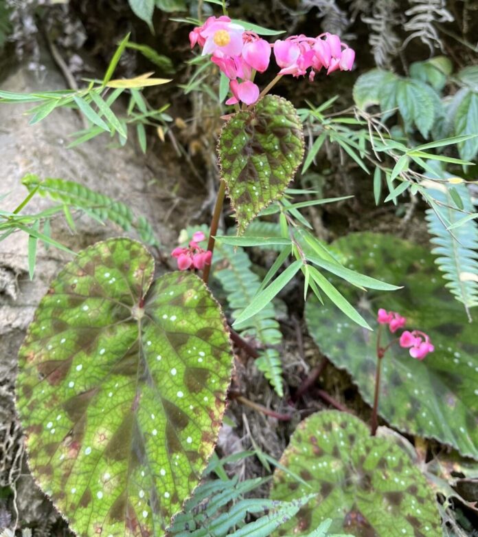 New Species Of 'Begonia' Discovered In Arunachal Pradesh's Dibang Valley