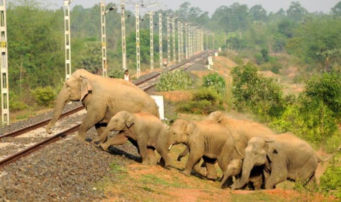 AI Technology Prevents Train-Elephant Collision in Assam