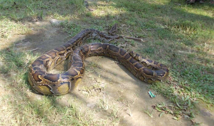 Six-Foot Python Rescued in Barpeta, Assam, Draws Crowds and Awareness