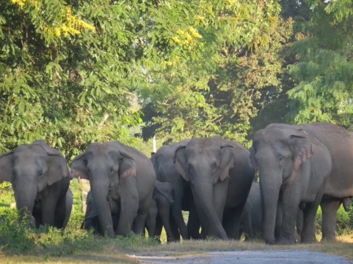 Wild Elephants Cause Chaos in Assam’s Samaguri, Damage Property and Frighten Locals