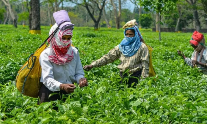 Supreme Court Orders Assam Tea Corporation to List Assets Amid Financial Crisis