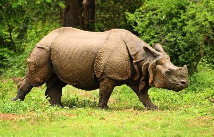 one horned rhino in assam