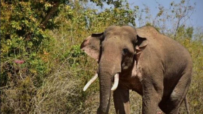 Elephant Found Dead in Margherita, Assam: Locals Blame Electrification and Forest Negligence