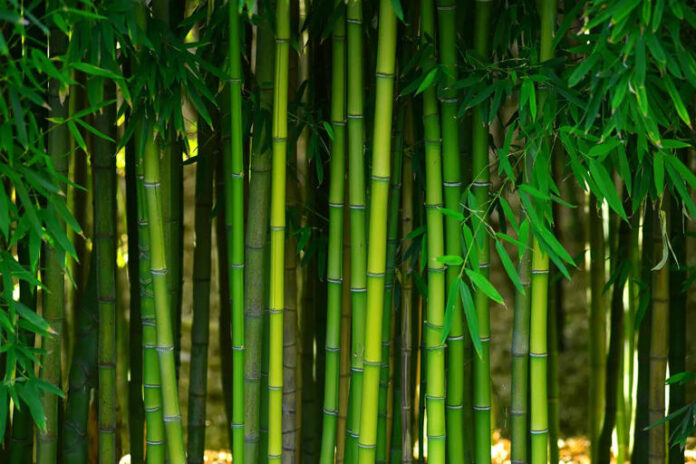 bamboo