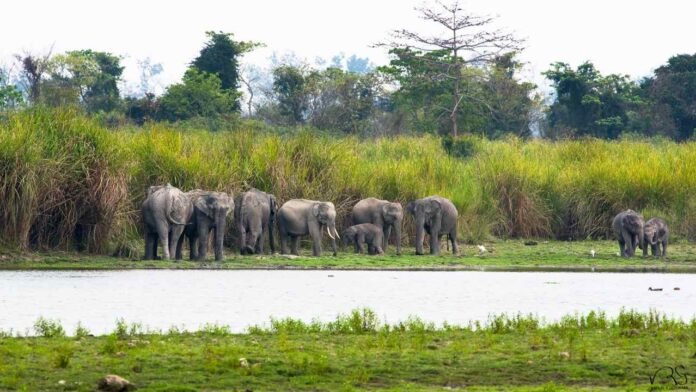 elephants