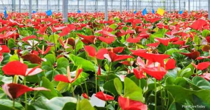 Mizoram exports first consignment of Anthurium flowers to Singapore.