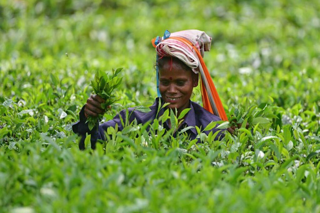 Tea garden worker