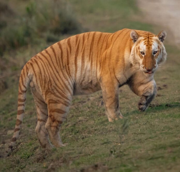tiger