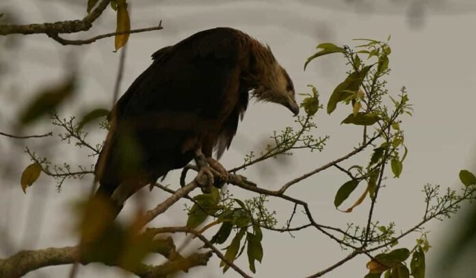 eagle