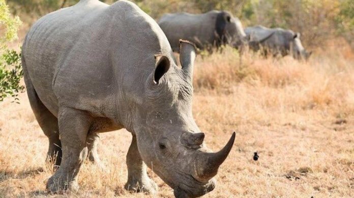 Indian Rhino in Assam Grasslands One-horned rhinoceros grazing in Assam reserve