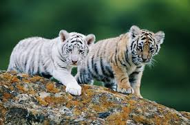 "Royal Bengal tiger Shanthi with newborn cubs at Sepahijala Zoo in Tripura