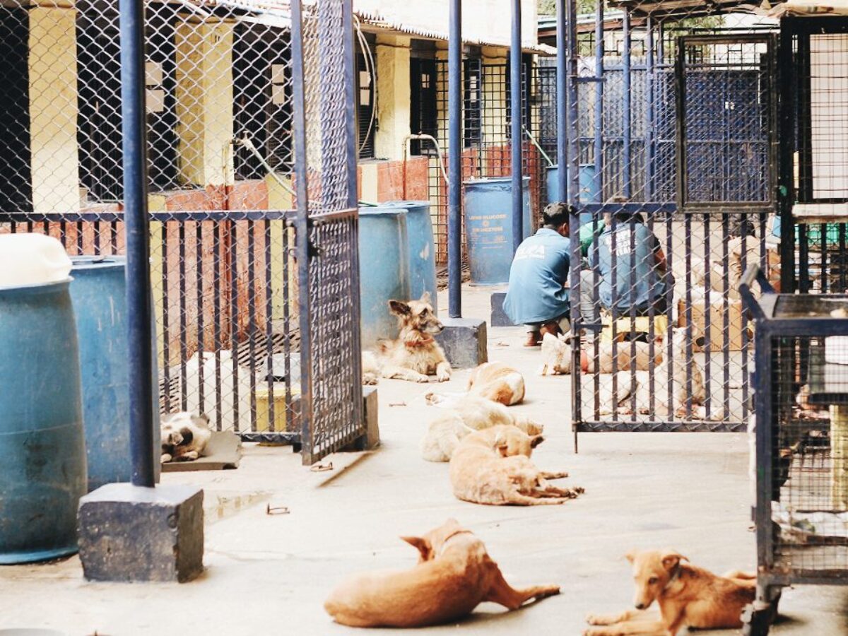 Hebbal sales dog hospital