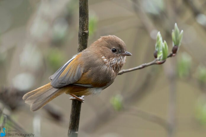 Tripura new bird species