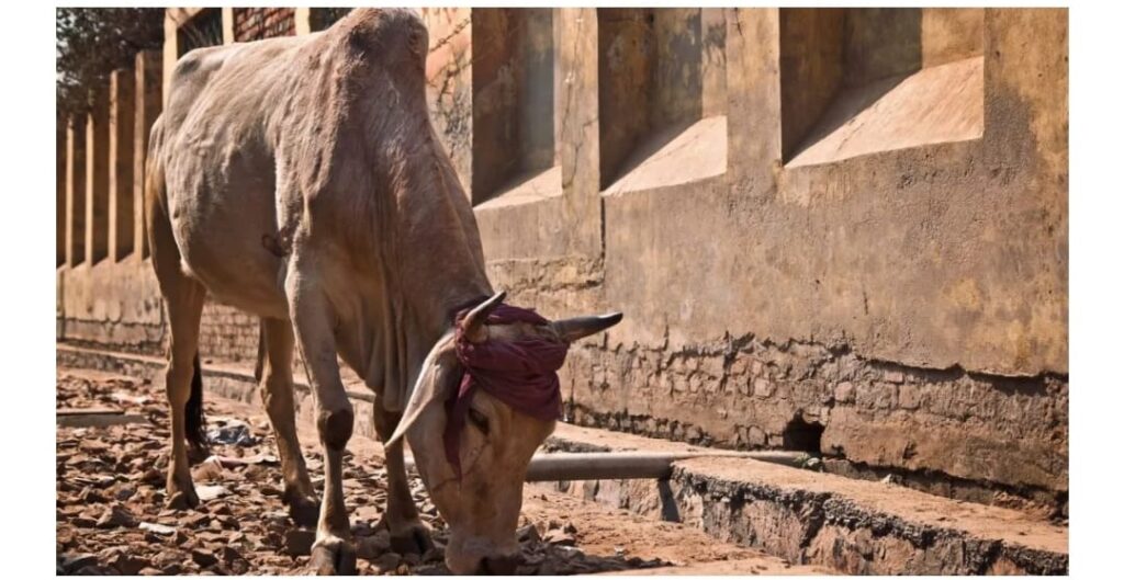 More than 60 cattle affected by LSD