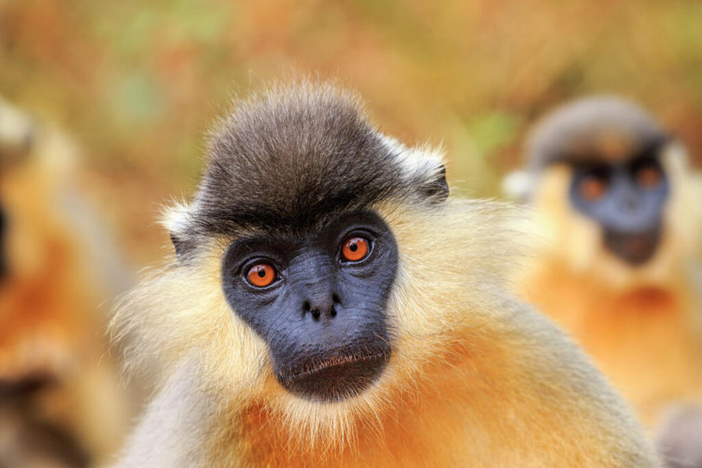 A Capped Monkey