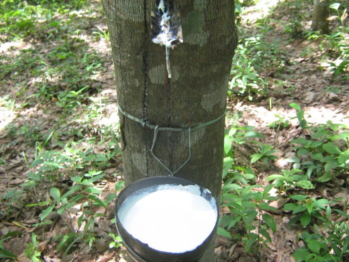 Rubber Tree