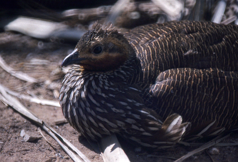 Swamp Partridge