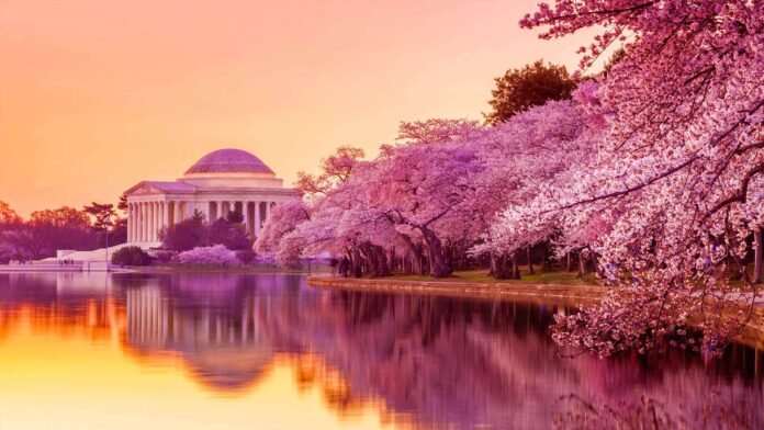 -Cherry_Blossom_Festival_Attractions Cherry_Blossom