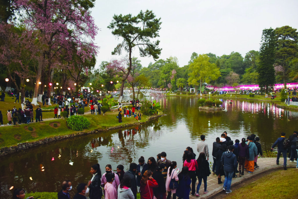 Cherry Blossom