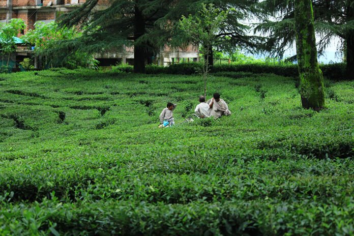 Tea garden